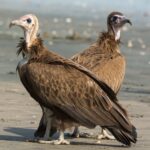 6bb6d90e-bba5-4c73-89f4-e9db6c57093d