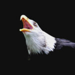 bald_eagle