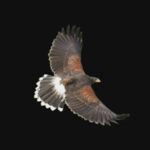 harris_hawk