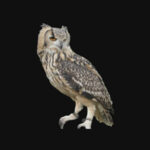 indian_eagle_owl