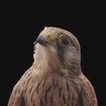 kestrel