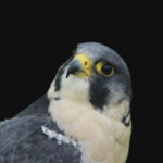 peregrine_falcon