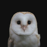 barn_owl-150×150