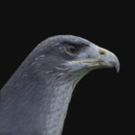 chilean_eagle-150×150