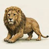 lioon