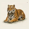 tiger